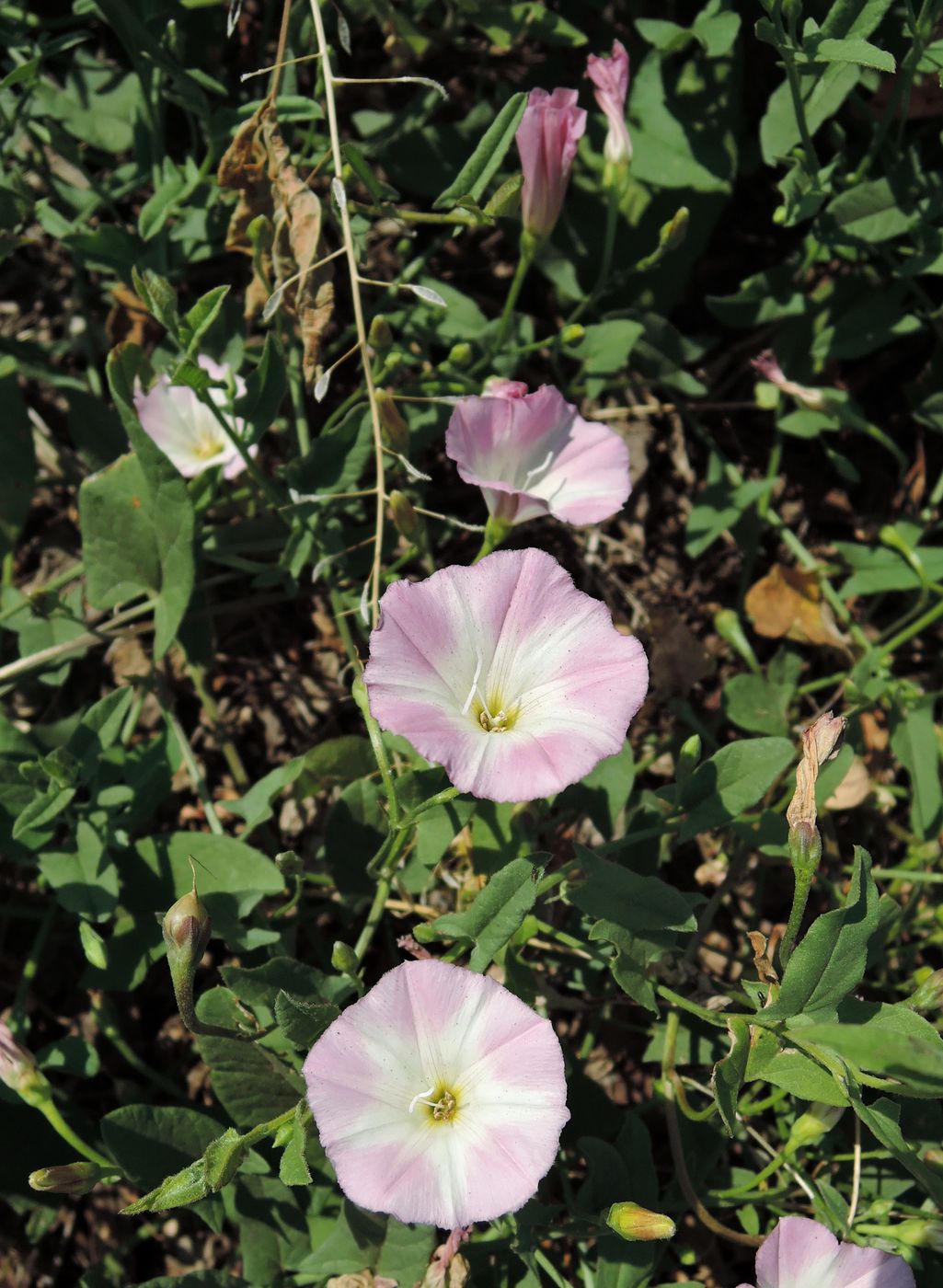 Изображение особи Convolvulus arvensis.