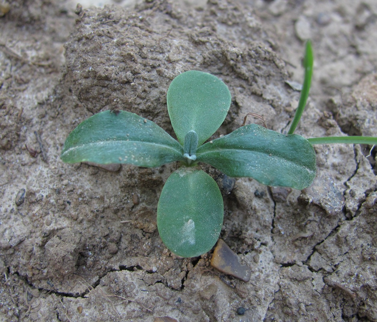 Image of class Magnoliopsida specimen.