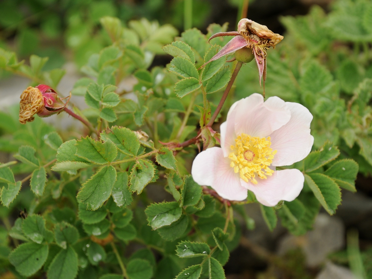 Image of Rosa hissarica specimen.