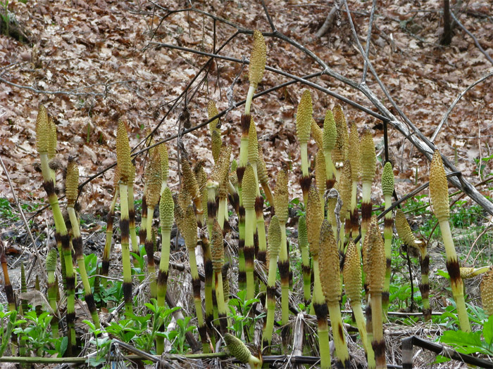 Image of Equisetum telmateia specimen.