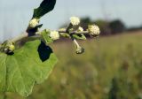 Adenocaulon adhaerescens. Верхушка побега с соцветиями. Амурская обл., Бурейский р-н, правый берег р. Бурея, окр. с. Малиновка, луг. 18.07.2016.