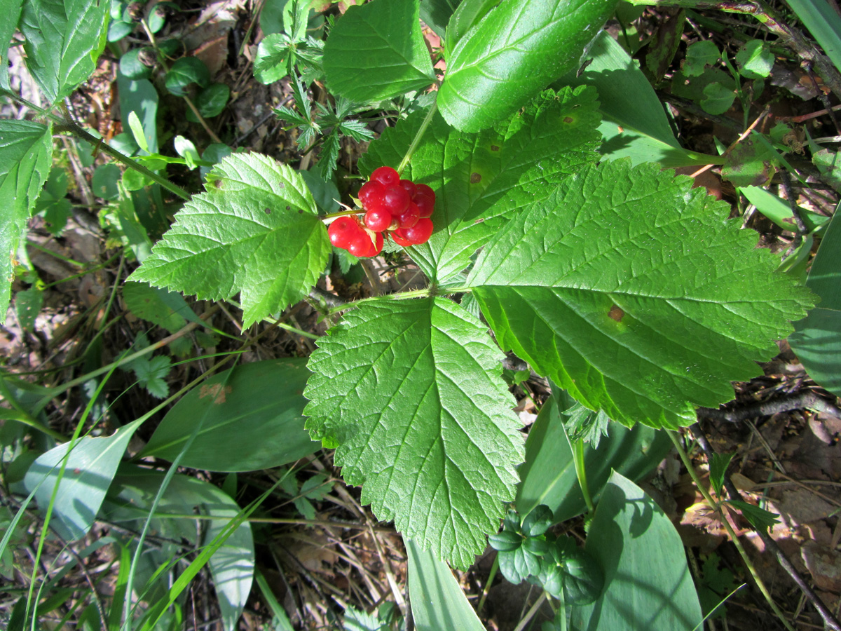 Image of Rubus saxatilis specimen.