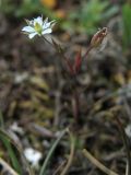 Minuartia hybrida. Верхушка растения с цветком и раскрывшимся плодом. ФРГ, земля Северный Рейн-Вестфалия, р-н Ойскирхен, окр. г. Бад-Мюнстерайфель, скальное обнажение у вершины холма. 29 мая 2010 г.