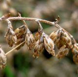 Artemisia taurica