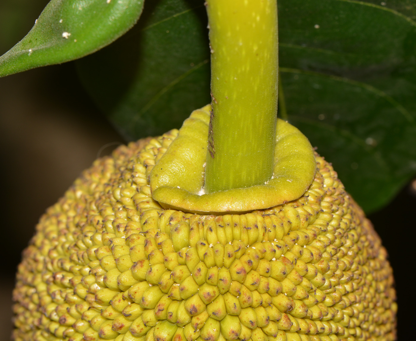 Image of Artocarpus heterophyllus specimen.