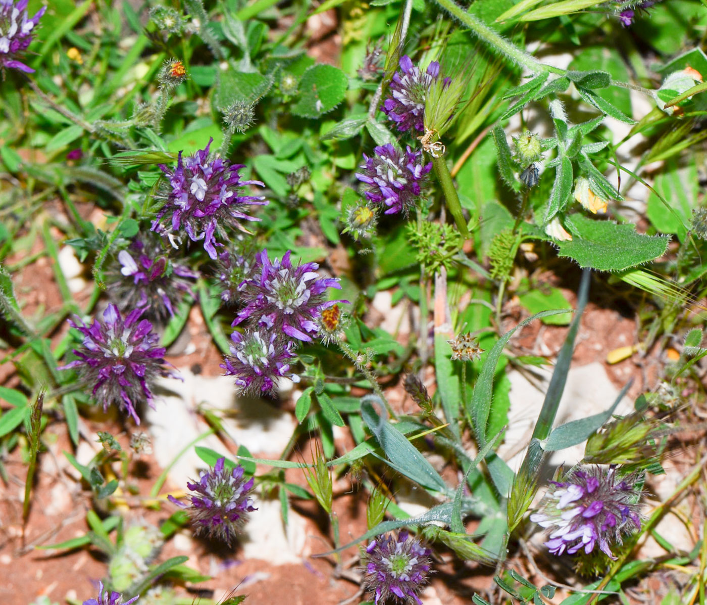 Image of Trifolium prophetarum specimen.