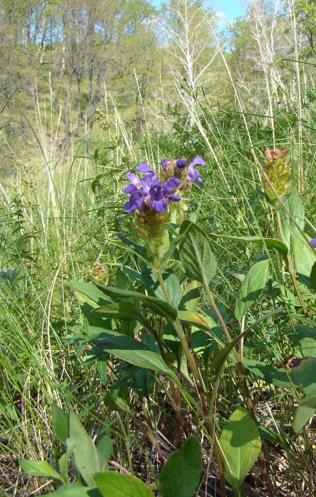 Изображение особи Prunella grandiflora.