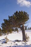Pinus sibirica. Взрослое дерево на высоте порядка 2000 м н.у.м. Республика Алтай, Турочакский р-н, Сумультинский хр. Январь 2014 г.