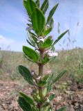 Lallemantia royleana