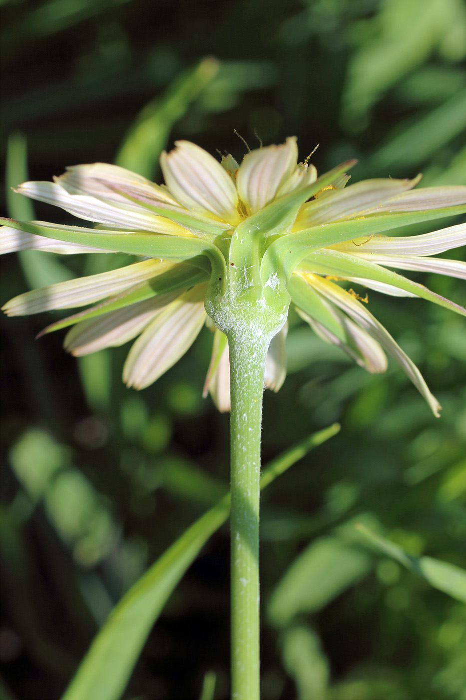 Изображение особи Tragopogon graminifolius.