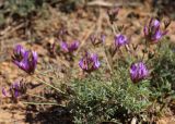 Astragalus temirensis