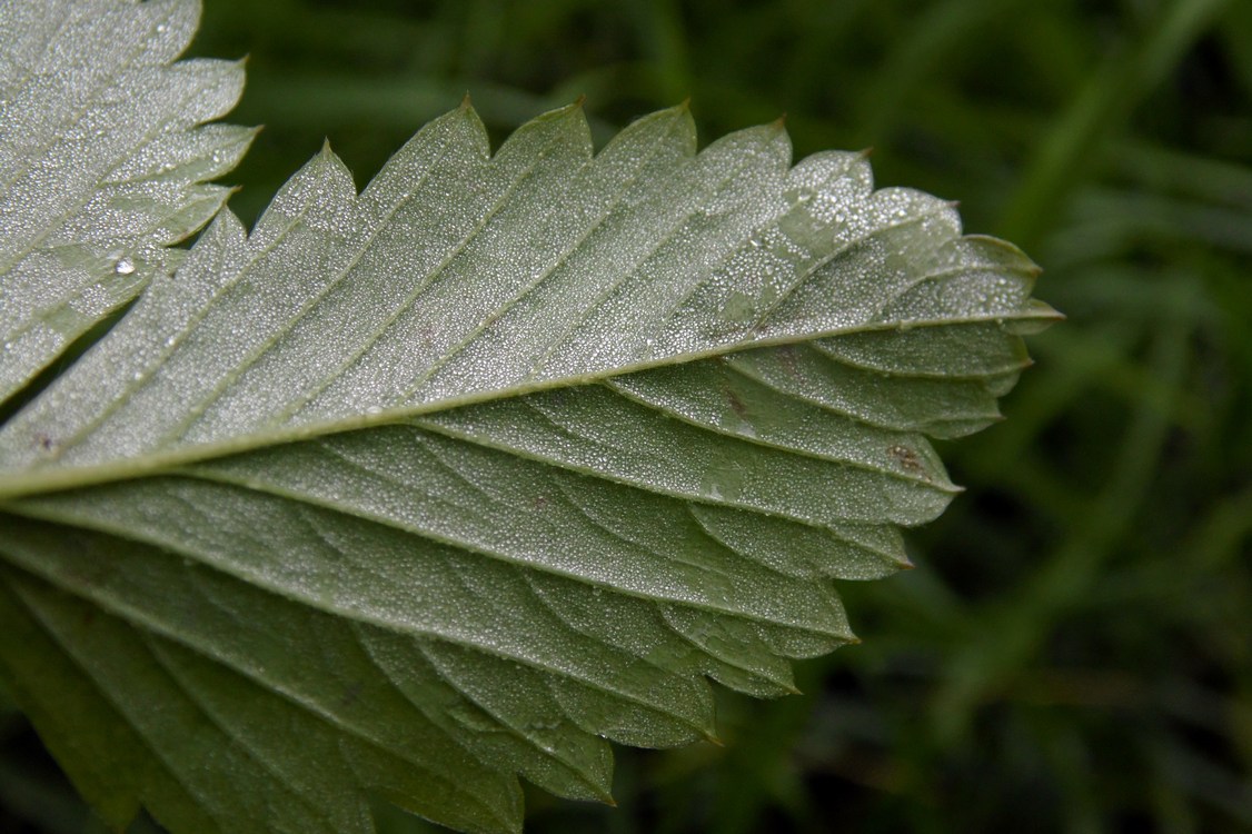 Image of Fragaria vesca specimen.