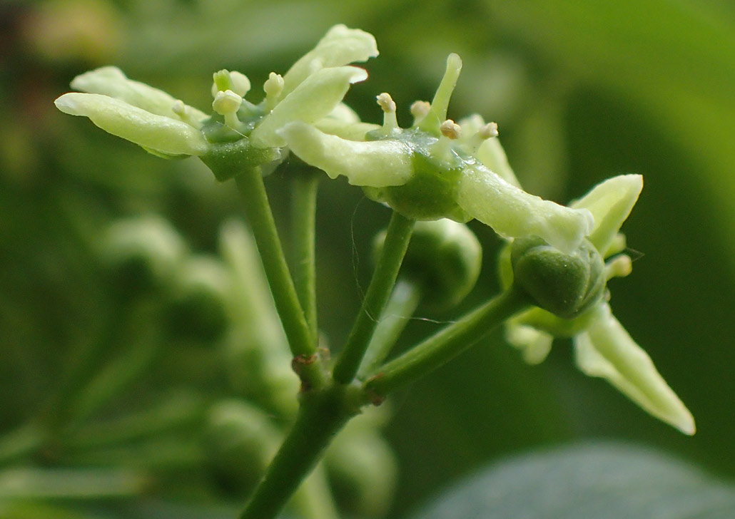 Изображение особи Euonymus europaeus.