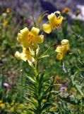 Lilium kesselringianum