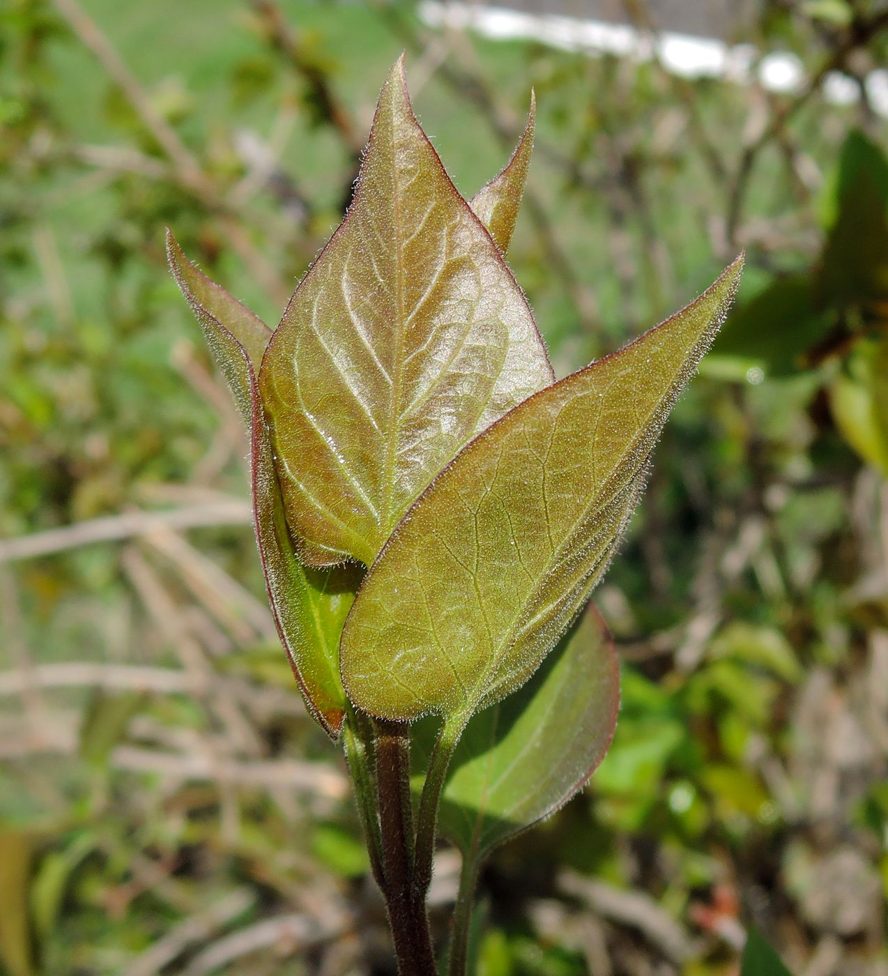 Image of Syringa vulgaris specimen.