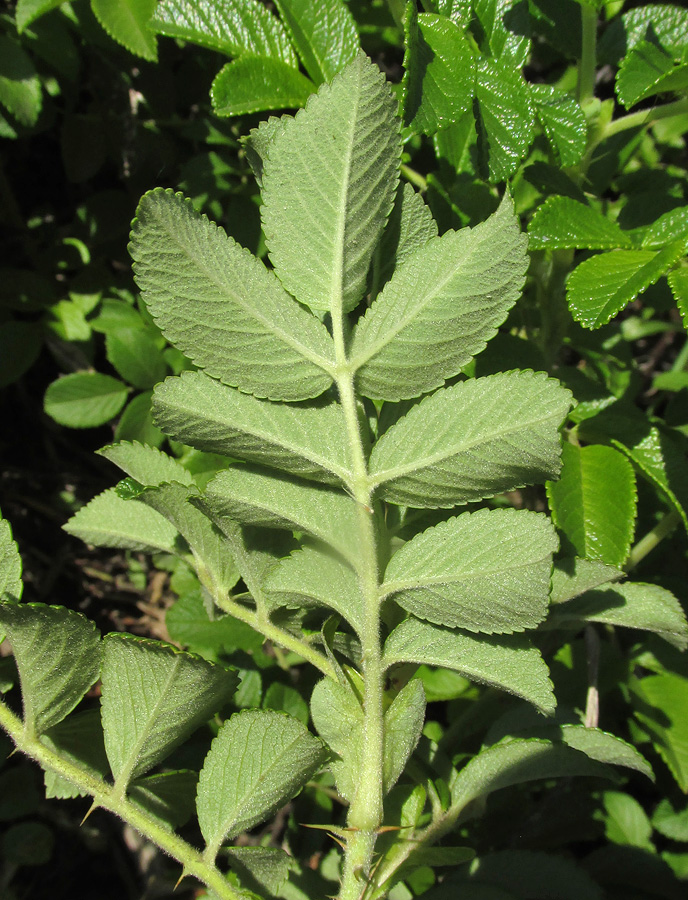 Image of Rosa rugosa specimen.