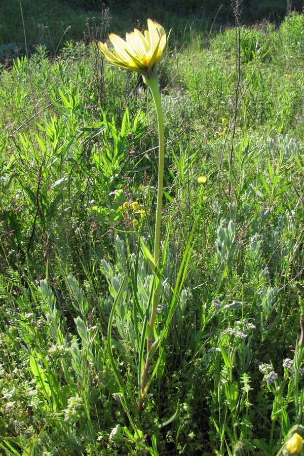 Image of Tragopogon dasyrhynchus specimen.