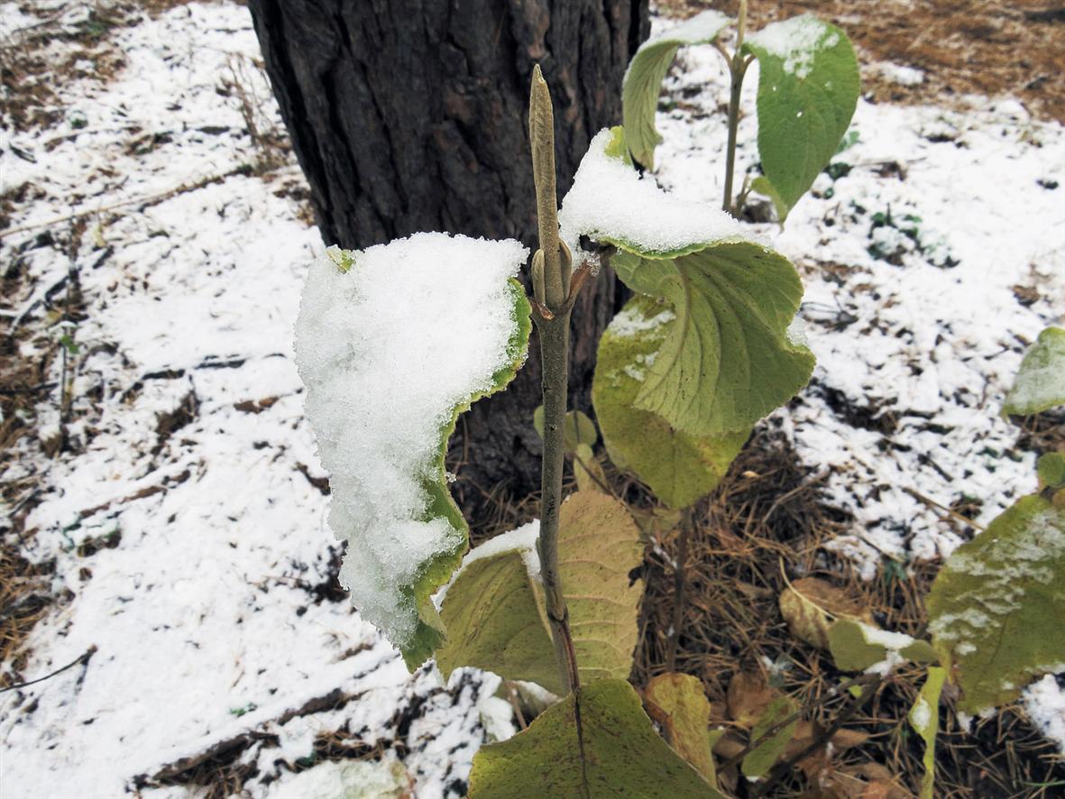 Image of Viburnum lantana specimen.