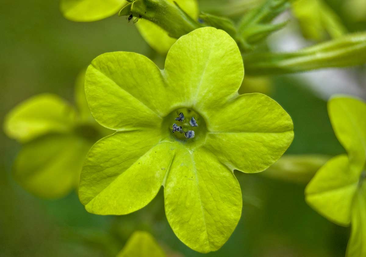 Image of Nicotiana alata specimen.