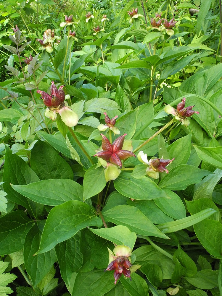 Image of Paeonia lactiflora specimen.