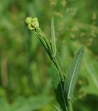 Sonchus arvensis subspecies uliginosus. Верхушка побега с развивающимися соцветиями. Восточный Казахстан, г. Усть-Каменогорск, правый берег р. Иртыш, луг. 12.07.2017.