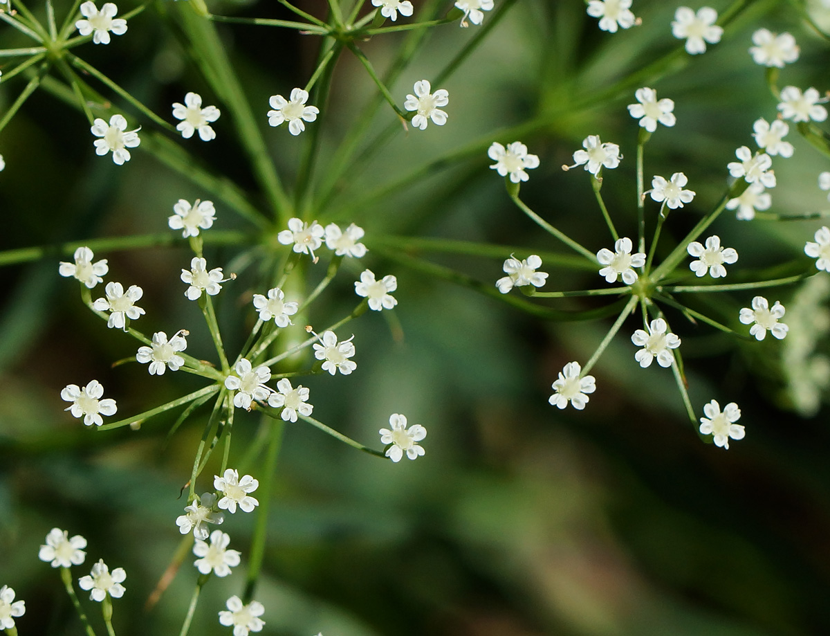 Image of Falcaria vulgaris specimen.