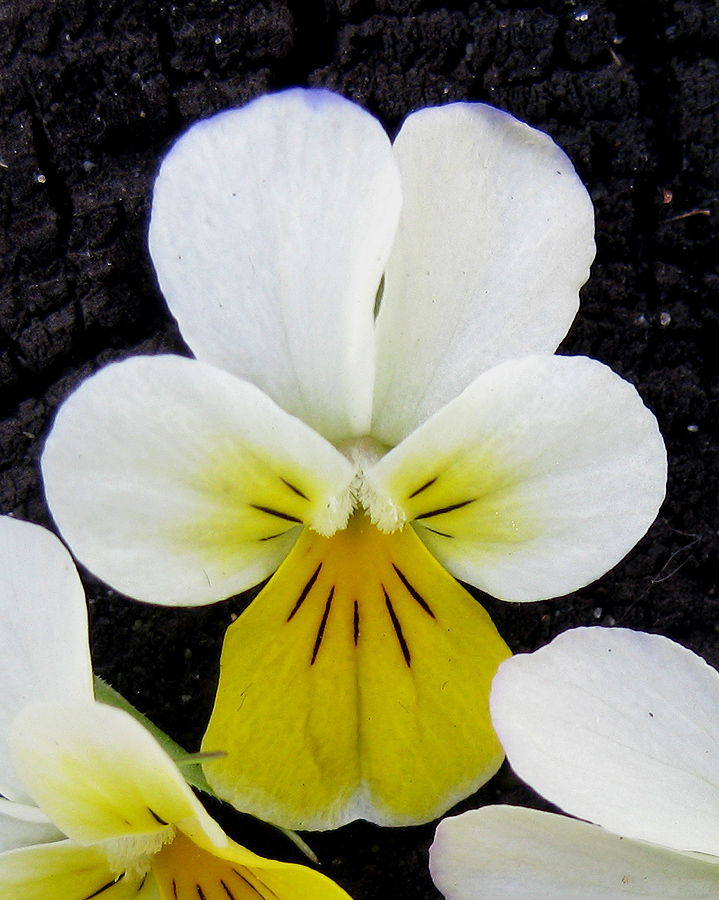 Изображение особи Viola tricolor.