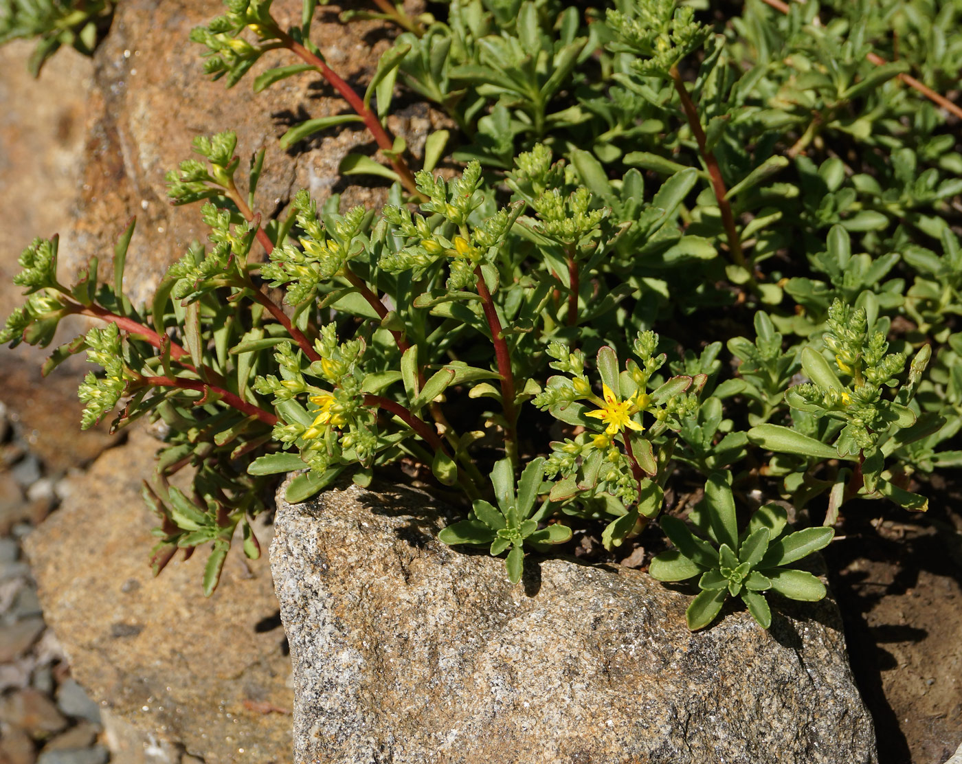 Изображение особи Aizopsis hybrida.