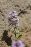 genus Thymus. Верхушка побега с соцветием. Грузия, Сагареджойский муниципалитет, окр. Давидо-Гареджийского монастыря, полупустынная горная степь. 02.05.2016.