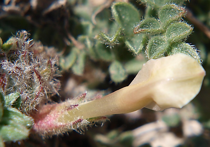 Image of Astragalus humilis specimen.