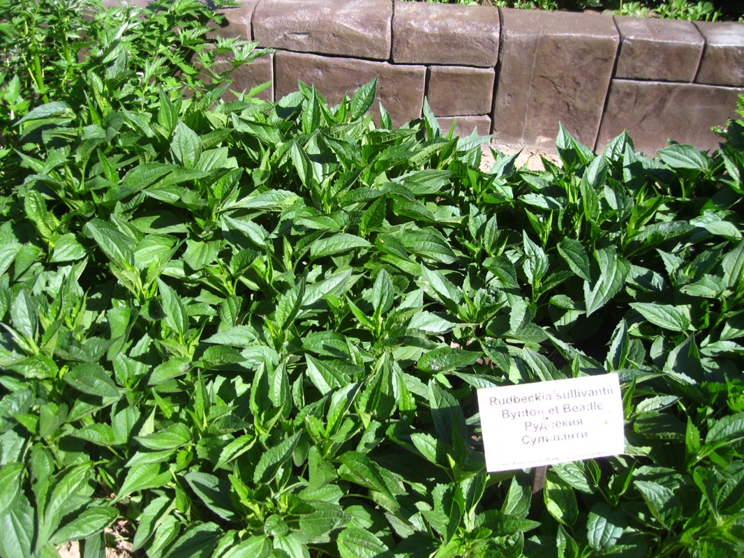 Image of Rudbeckia fulgida var. sullivantii specimen.