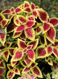 Coleus scutellarioides