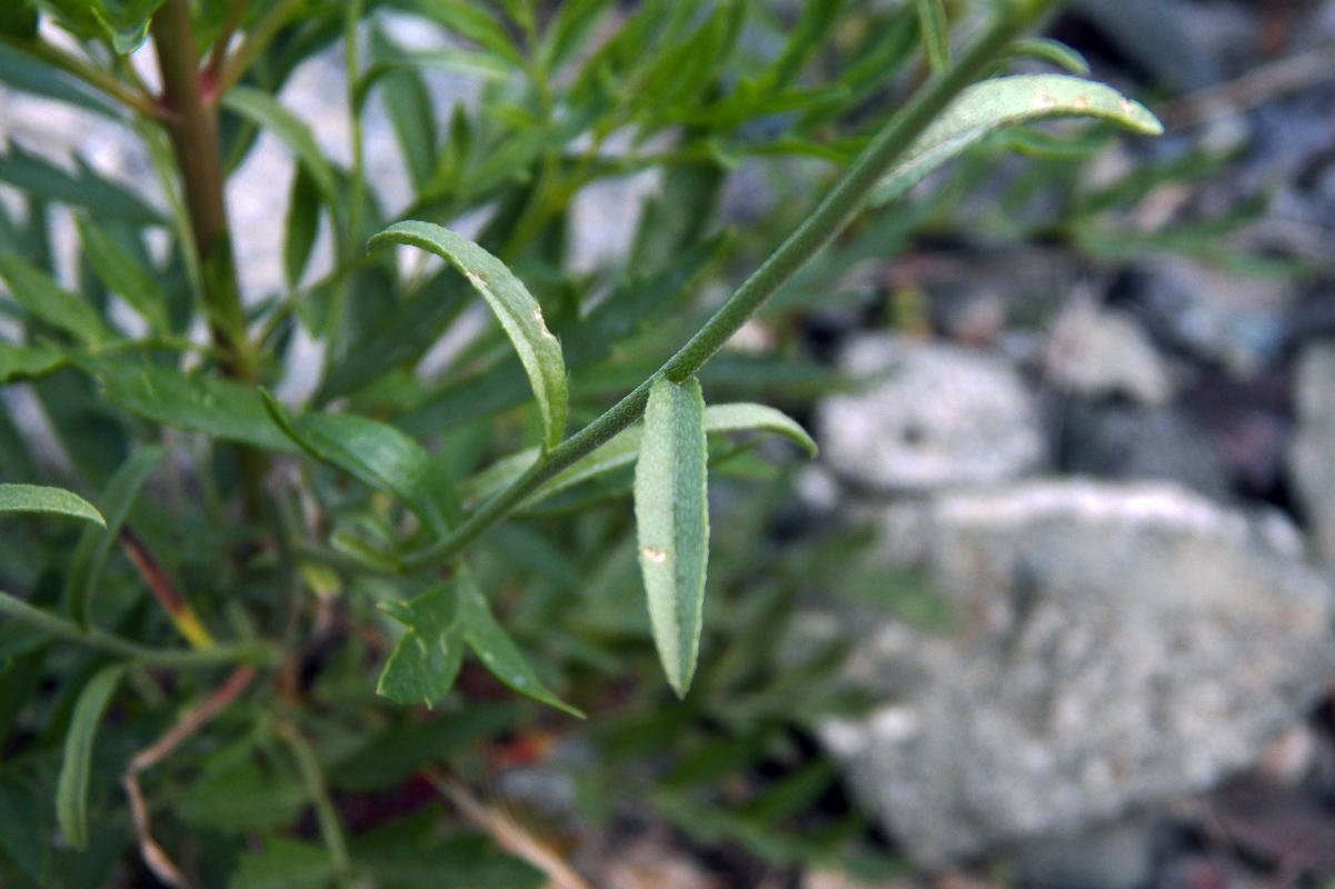 Image of genus Lappula specimen.