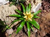 genus Guzmania. Вегетирующее растение. Израиль, г. Бат-Ям, в культуре, на клумбе. 05.12.2018.