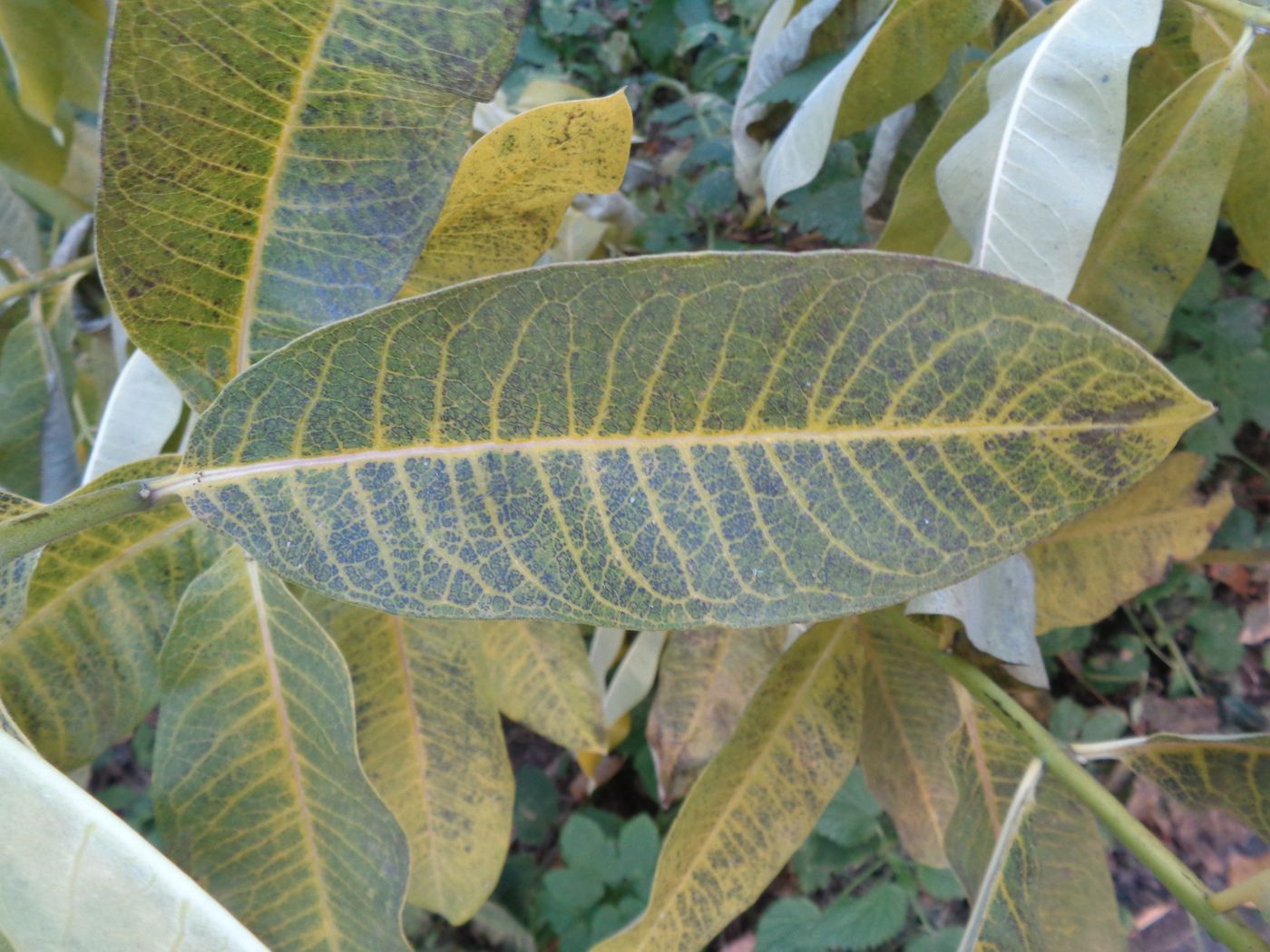 Image of Asclepias syriaca specimen.