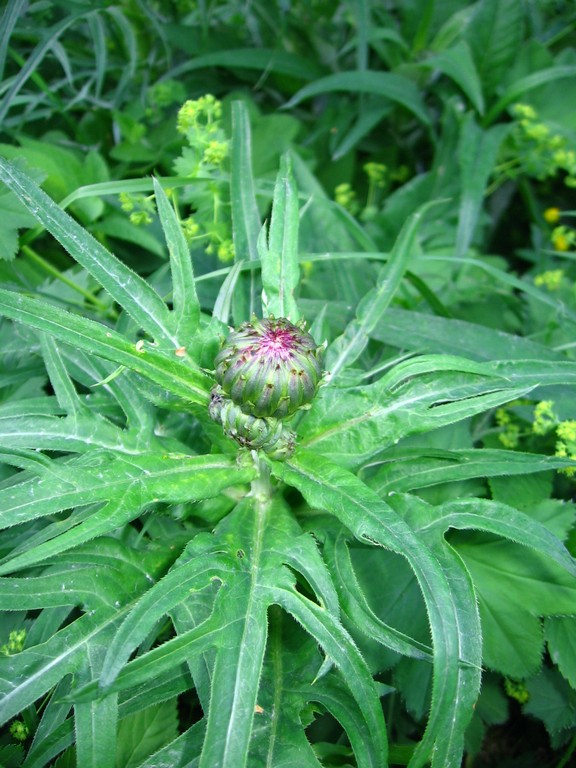 Изображение особи Cirsium heterophyllum.