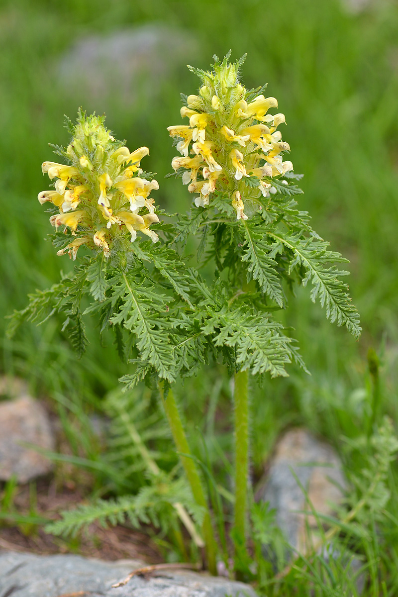 Image of Pedicularis condensata specimen.