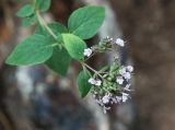 Origanum vulgare. Верхушка побега с соцветием. Республика Татарстан, Камско-Устьинский р-н, окр. с. Тенишево, долина р. Волга, обрывистый правый берег в р-не Юрьевских пещер. 05.08.2018.