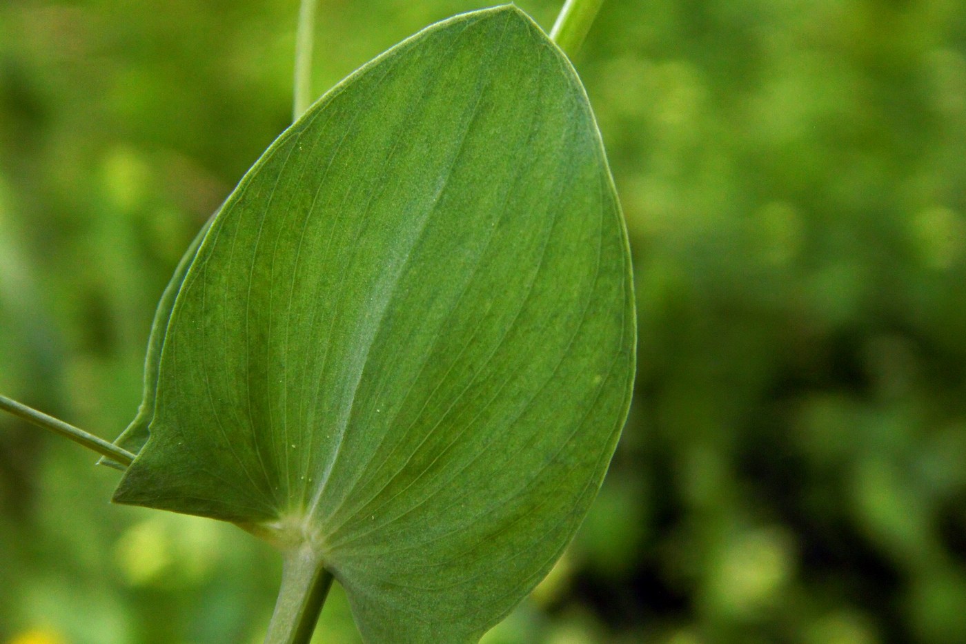 Изображение особи Lathyrus aphaca.