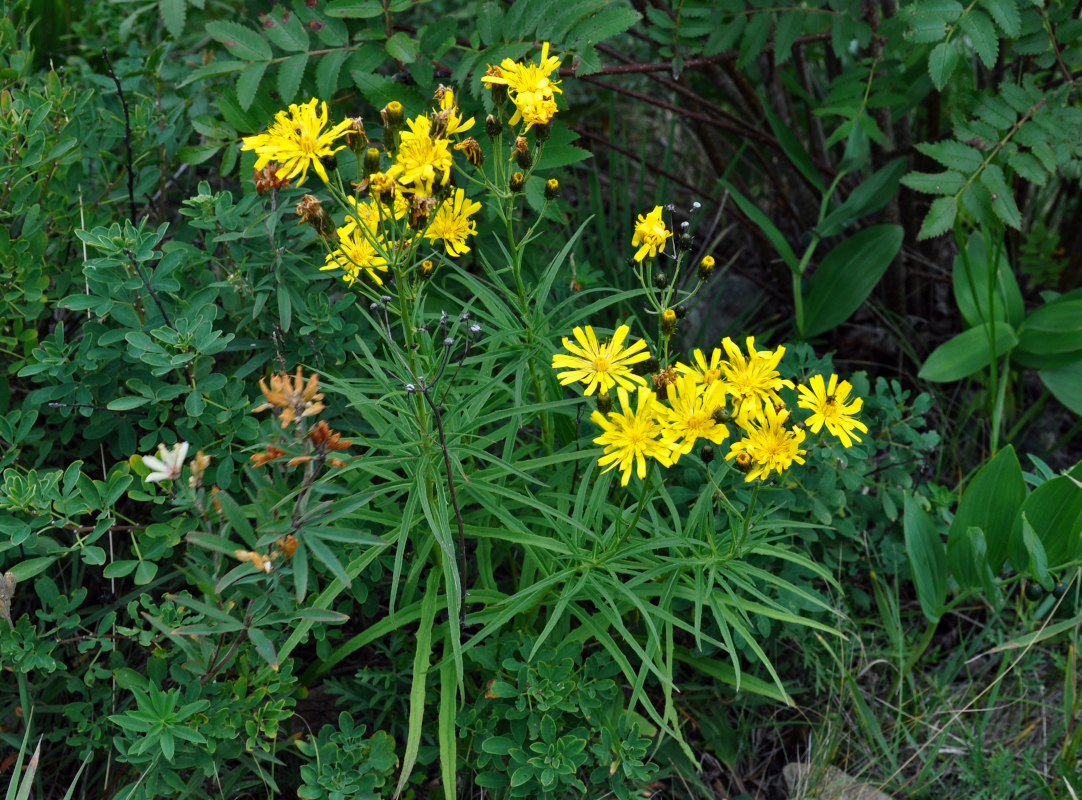 Изображение особи Hieracium umbellatum.