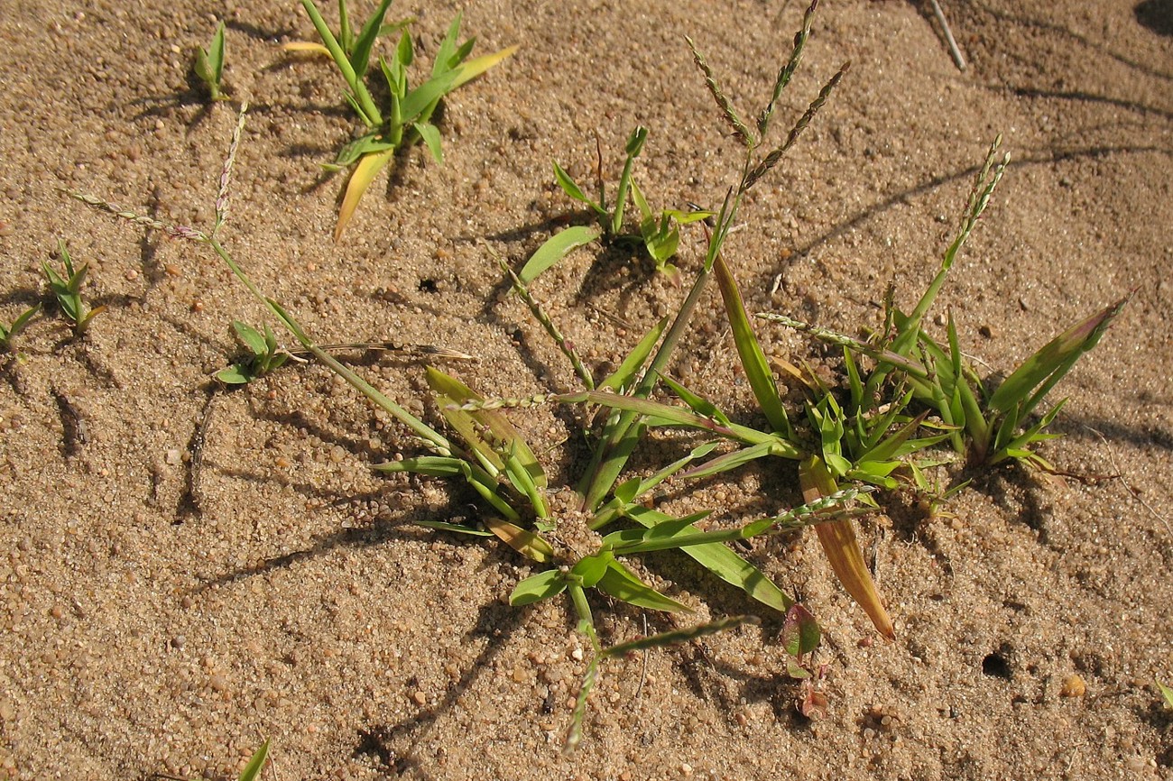 Image of Digitaria ischaemum specimen.