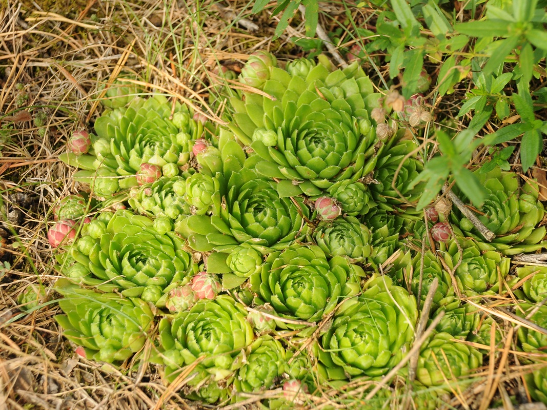 Изображение особи Jovibarba globifera.