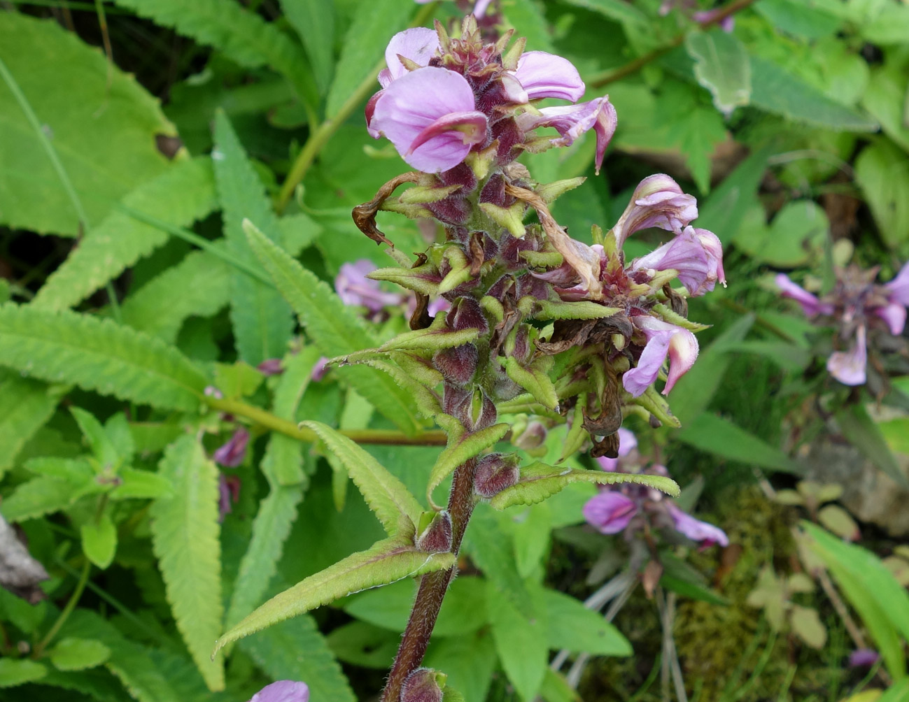 Image of Pedicularis resupinata specimen.