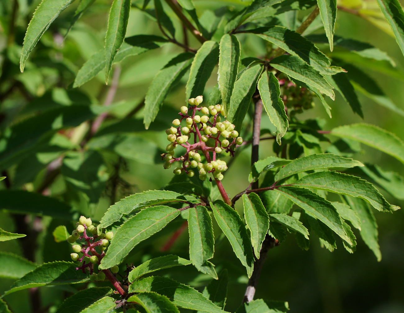 Изображение особи Sambucus racemosa.