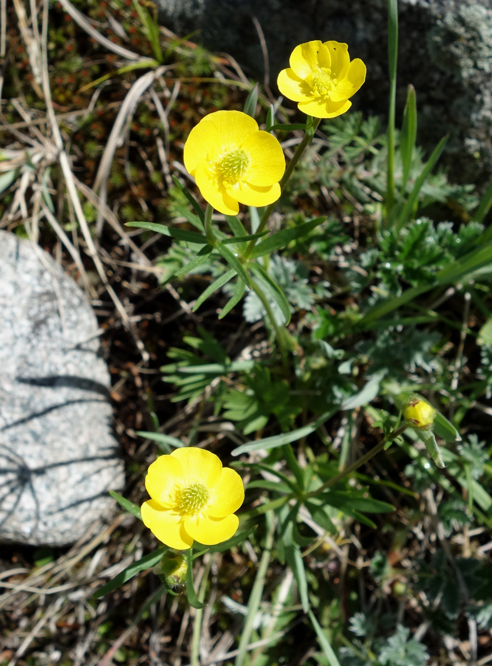 Изображение особи Ranunculus songaricus.