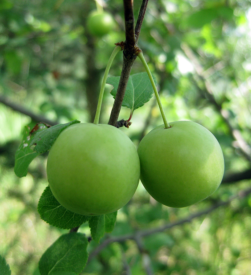 Image of Prunus cerasifera specimen.