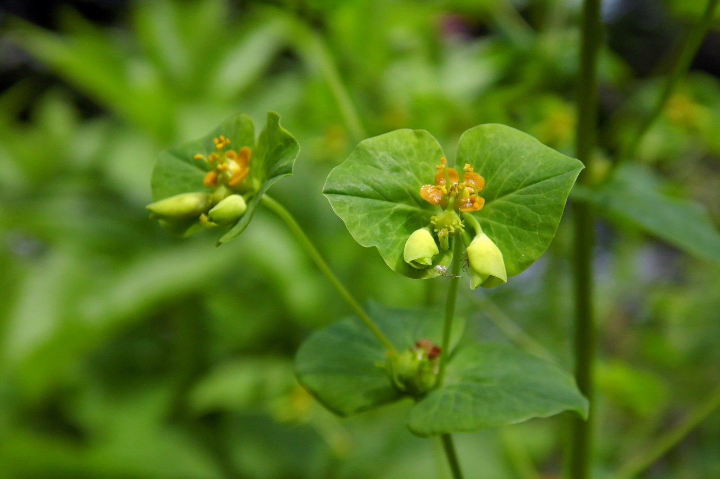 Image of Euphorbia squamosa specimen.