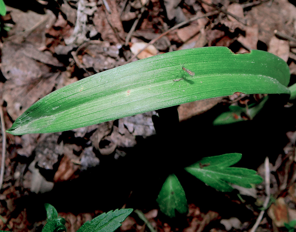 Изображение особи Anacamptis pyramidalis.