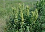 Rumex confertus