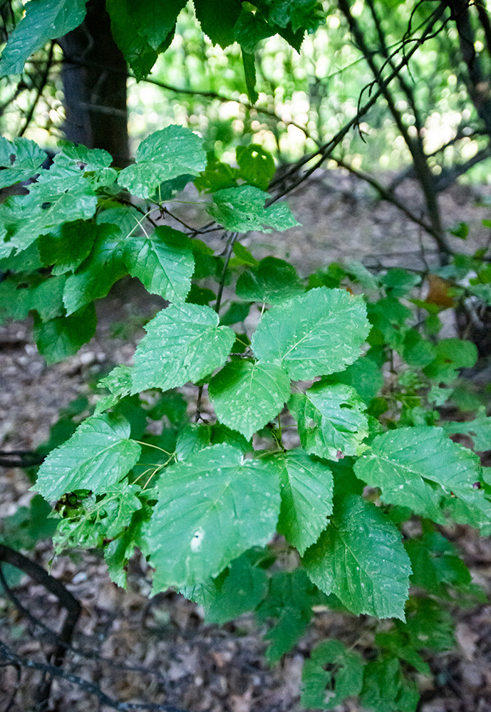 Image of Acer tataricum specimen.